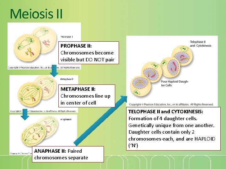 Meiosis II PROPHASE II: Chromosomes become visible but DO NOT pair METAPHASE II: Chromosomes