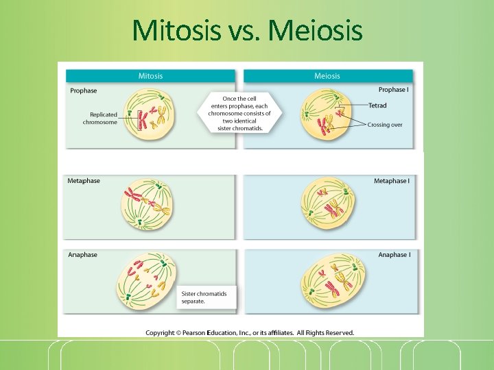 Mitosis vs. Meiosis 