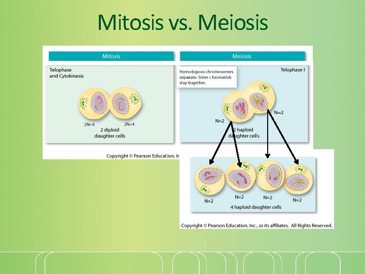 Mitosis vs. Meiosis 