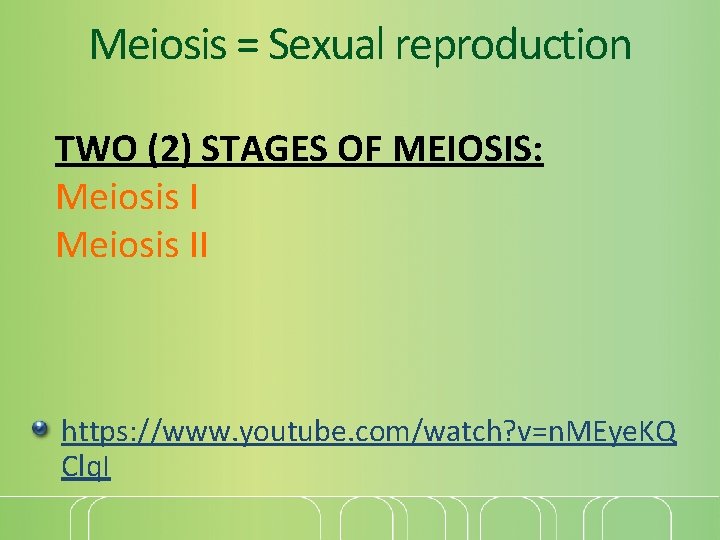 Meiosis = Sexual reproduction TWO (2) STAGES OF MEIOSIS: Meiosis II https: //www. youtube.