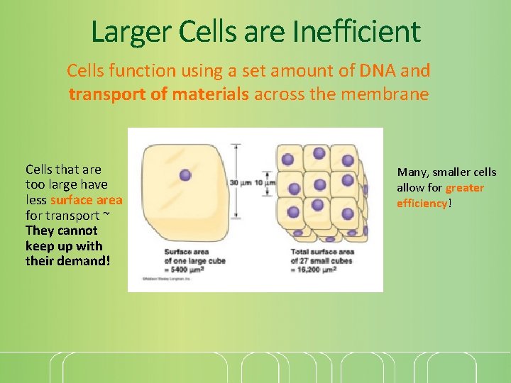 Larger Cells are Inefficient Cells function using a set amount of DNA and transport