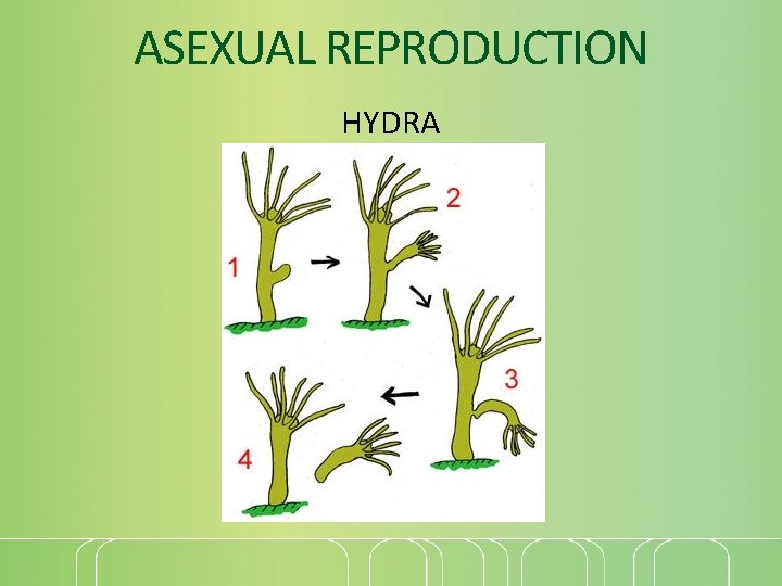 ASEXUAL REPRODUCTION HYDRA 