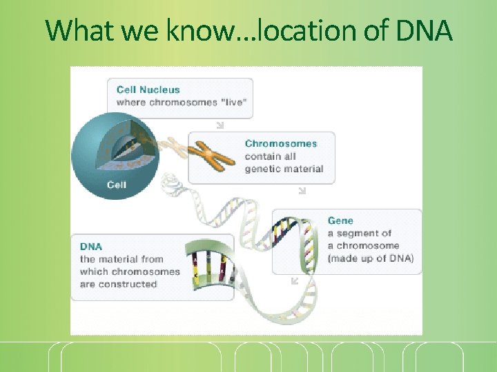 What we know…location of DNA 