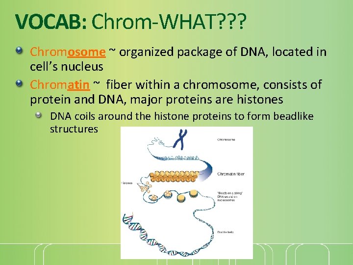 VOCAB: Chrom-WHAT? ? ? Chromosome ~ organized package of DNA, located in cell’s nucleus