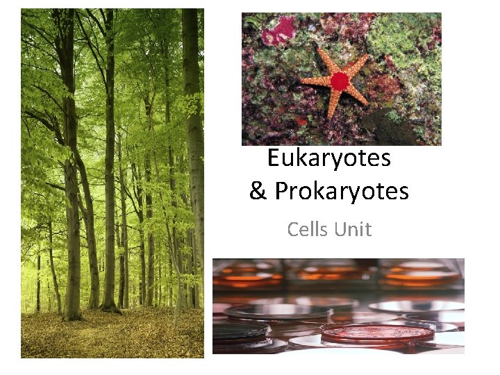 Cells: Eukaryotes & Prokaryotes Cells Unit 