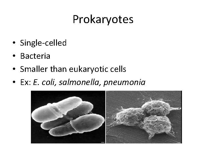 Prokaryotes • • Single-celled Bacteria Smaller than eukaryotic cells Ex: E. coli, salmonella, pneumonia