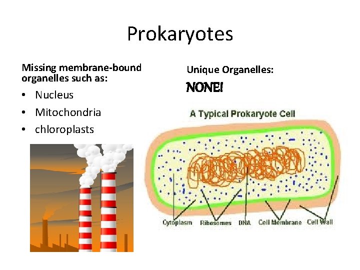 Prokaryotes Missing membrane-bound organelles such as: • Nucleus • Mitochondria • chloroplasts Unique Organelles: