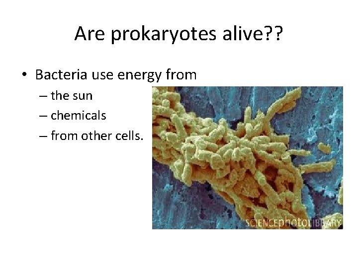 Are prokaryotes alive? ? • Bacteria use energy from – the sun – chemicals