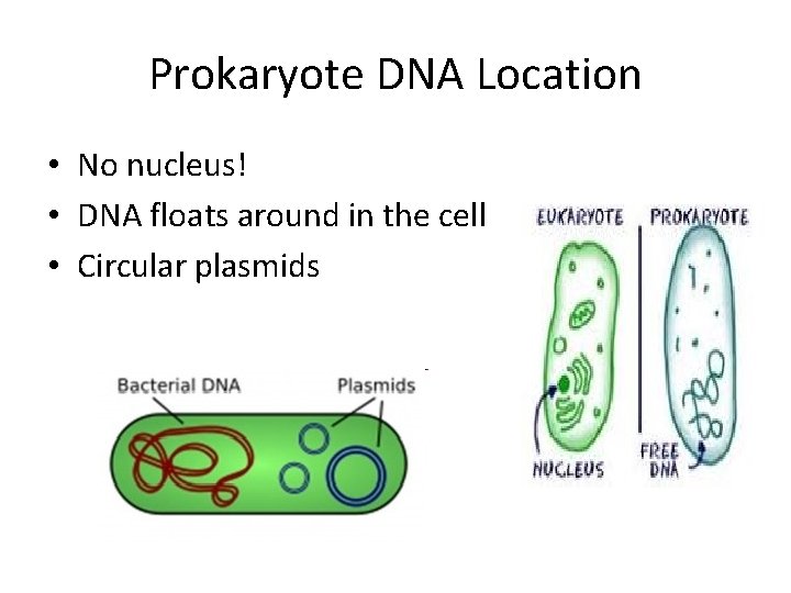 Prokaryote DNA Location • No nucleus! • DNA floats around in the cell •