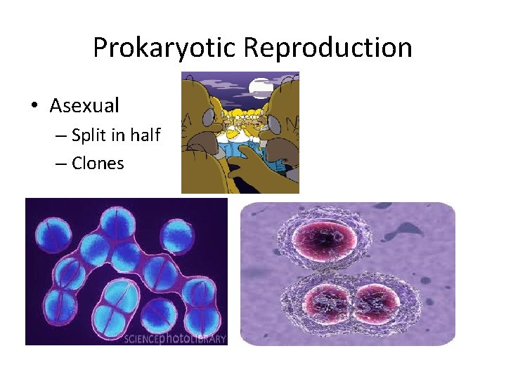 Prokaryotic Reproduction • Asexual – Split in half – Clones 