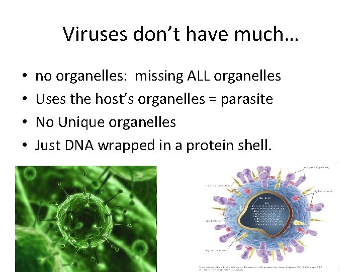 Viruses don’t have much… • • no organelles: missing ALL organelles Uses the host’s