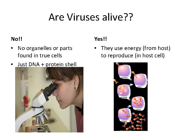 Are Viruses alive? ? No!! Yes!! • No organelles or parts found in true