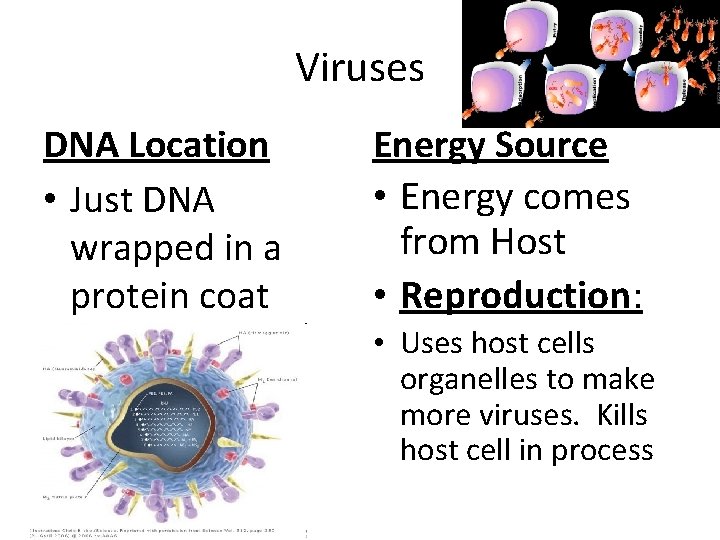 Viruses DNA Location • Just DNA wrapped in a protein coat Energy Source •