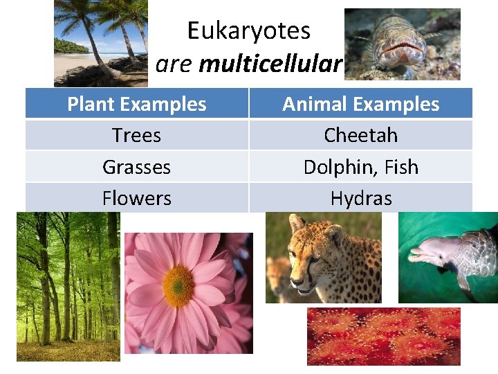 Eukaryotes are multicellular Plant Examples Trees Grasses Flowers Animal Examples Cheetah Dolphin, Fish Hydras