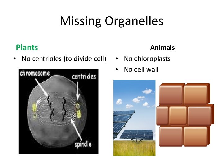 Missing Organelles Plants • No centrioles (to divide cell) Animals • No chloroplasts •