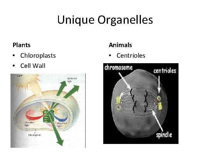 Unique Organelles Plants Animals • Chloroplasts • Cell Wall • Centrioles 