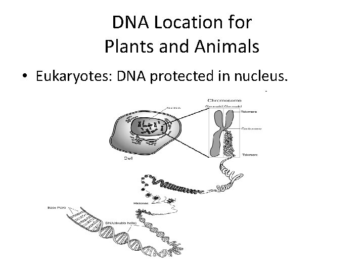 DNA Location for Plants and Animals • Eukaryotes: DNA protected in nucleus. 