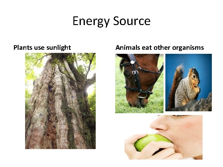 Energy Source Plants use sunlight Animals eat other organisms 