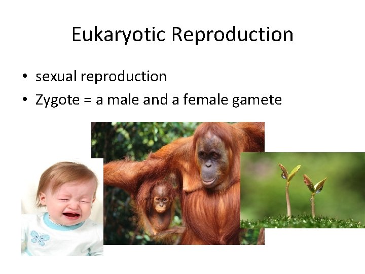 Eukaryotic Reproduction • sexual reproduction • Zygote = a male and a female gamete