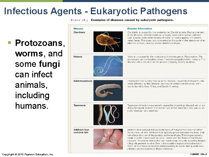 Infectious Agents - Eukaryotic Pathogens § Protozoans, worms, and some fungi can infect animals,