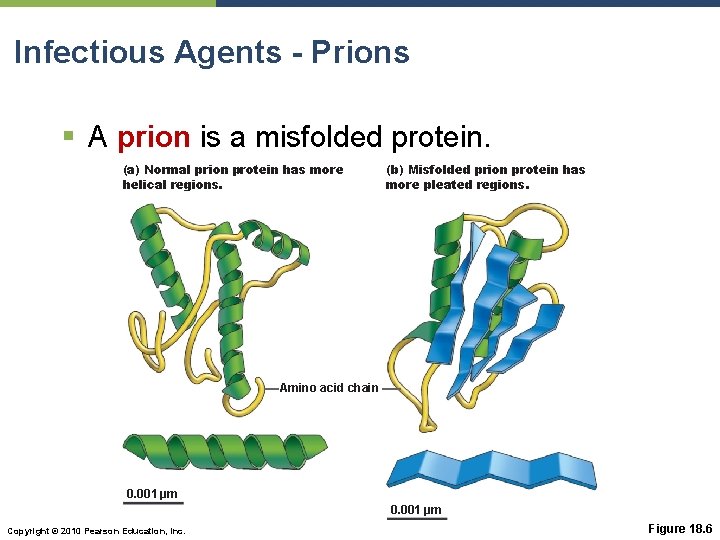 Infectious Agents - Prions § A prion is a misfolded protein. (a) Normal prion