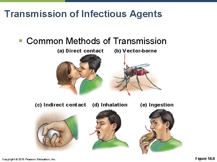 Transmission of Infectious Agents § Common Methods of Transmission (a) Direct contact (c) Indirect