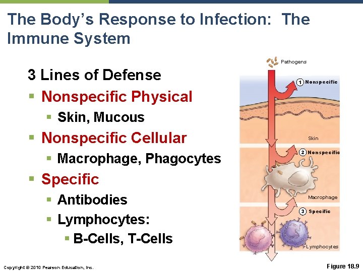 The Body’s Response to Infection: The Immune System Pathogens 3 Lines of Defense §