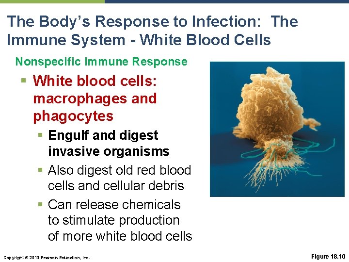 The Body’s Response to Infection: The Immune System - White Blood Cells Nonspecific Immune