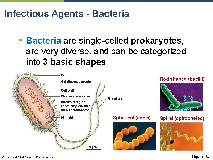 Infectious Agents - Bacteria § Bacteria are single-celled prokaryotes, are very diverse, and can