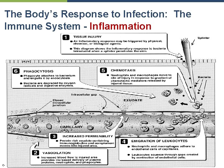 The Body’s Response to Infection: The Immune System - Inflammation Copyright © 2010 Pearson