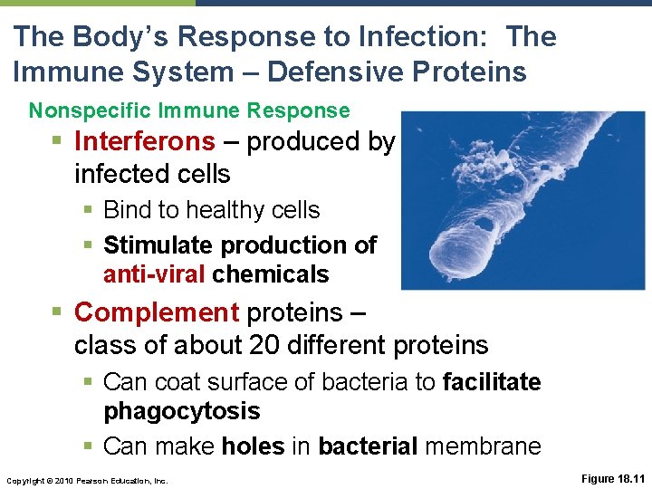 The Body’s Response to Infection: The Immune System – Defensive Proteins Nonspecific Immune Response