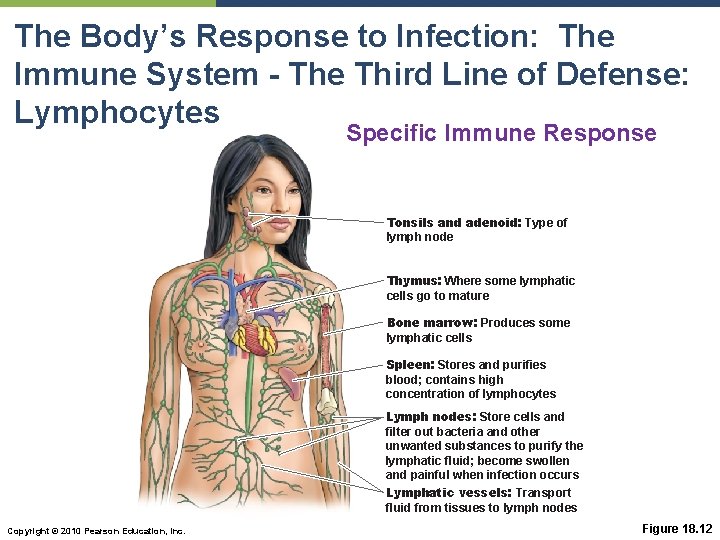 The Body’s Response to Infection: The Immune System - The Third Line of Defense: