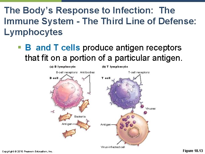 The Body’s Response to Infection: The Immune System - The Third Line of Defense: