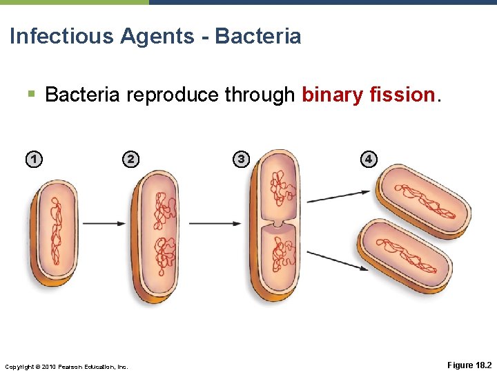 Infectious Agents - Bacteria § Bacteria reproduce through binary fission. 1 2 Copyright ©