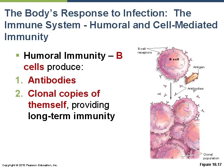 The Body’s Response to Infection: The Immune System - Humoral and Cell-Mediated Immunity §