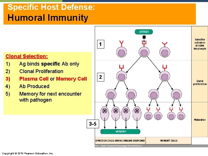 Specific Host Defense: Humoral Immunity 1 Clonal Selection: 1) Ag binds specific Ab only