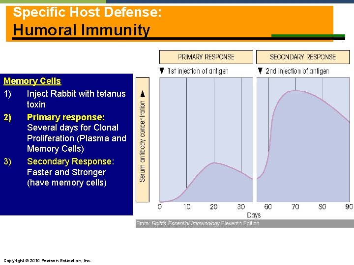 Specific Host Defense: Humoral Immunity Memory Cells 1) Inject Rabbit with tetanus toxin 2)