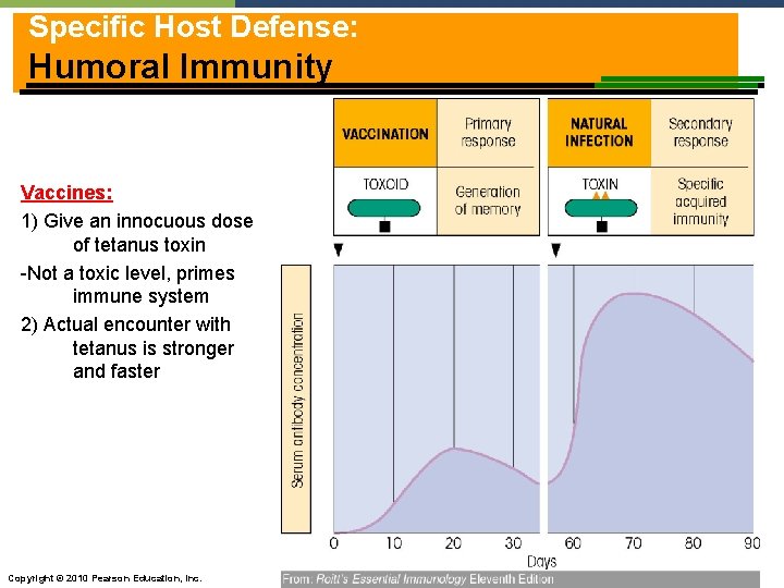 Specific Host Defense: Humoral Immunity Vaccines: 1) Give an innocuous dose of tetanus toxin