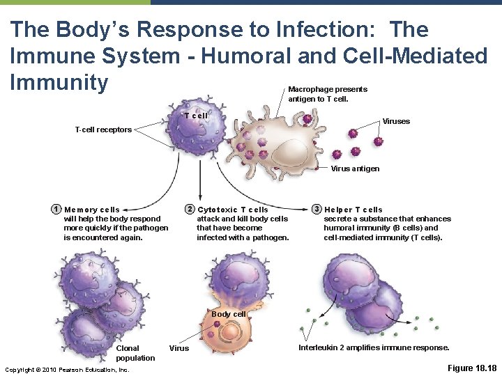 The Body’s Response to Infection: The Immune System - Humoral and Cell-Mediated Immunity Macrophage