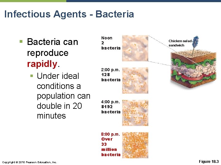 Infectious Agents - Bacteria § Bacteria can reproduce rapidly. § Under ideal conditions a