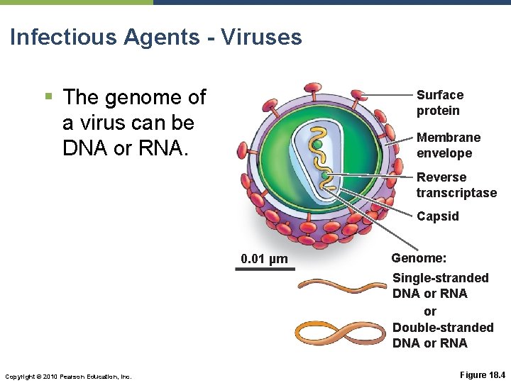 Infectious Agents - Viruses § The genome of a virus can be DNA or