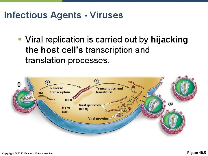 Infectious Agents - Viruses § Viral replication is carried out by hijacking the host