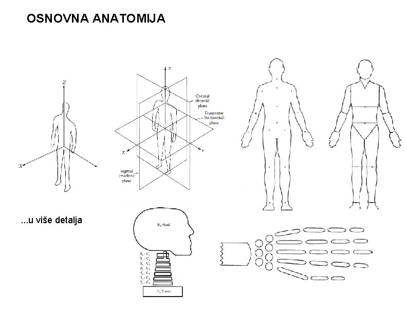 OSNOVNA ANATOMIJA . . . u više detalja 