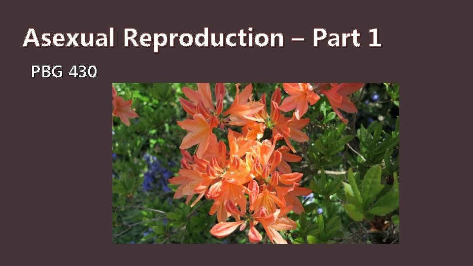 Asexual Reproduction – Part 1 PBG 430 