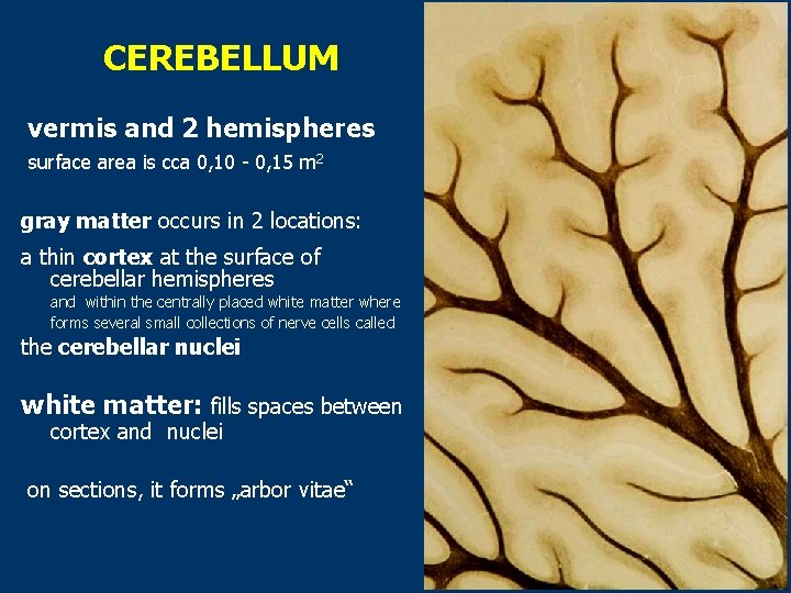 CEREBELLUM vermis and 2 hemispheres surface area is cca 0, 10 - 0, 15