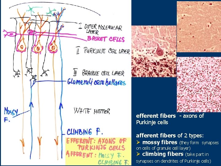 efferent fibers - axons of Purkinje cells afferent fibers of 2 types: Ø mossy
