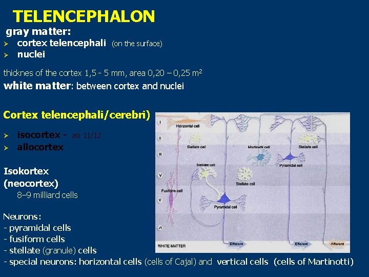 TELENCEPHALON gray matter: Ø Ø cortex telencephali nuclei (on the surface) thicknes of the