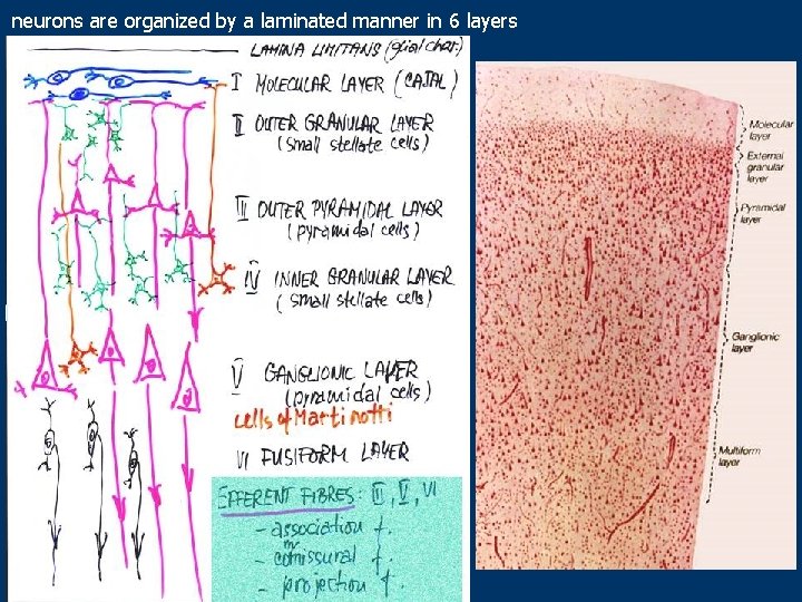 neurons are organized by a laminated manner in 6 layers 