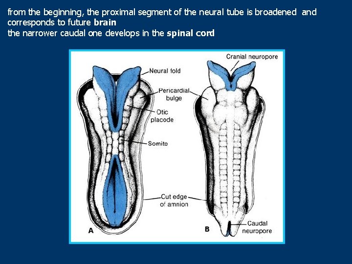 from the beginning, the proximal segment of the neural tube is broadened and corresponds