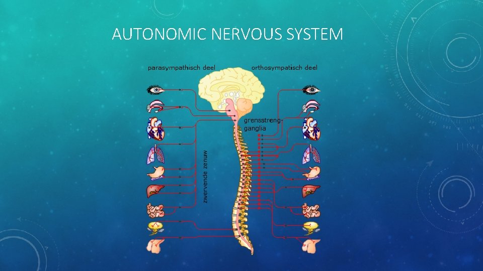 AUTONOMIC NERVOUS SYSTEM 